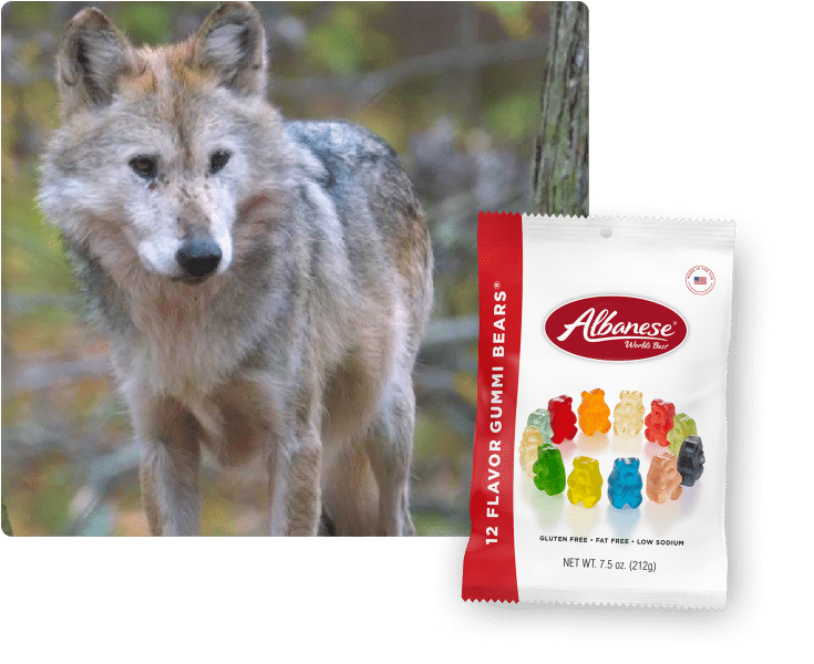 WCC Wolves as Halloween Candy! Wolf Conservation Center