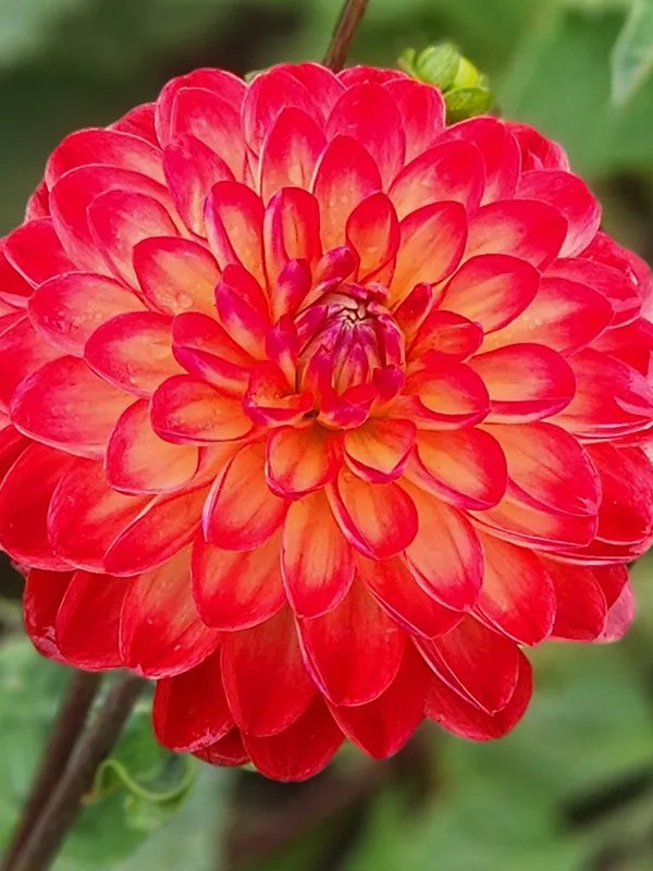 Dahlia Simone NZ Bulbs New Zealand Bulbs