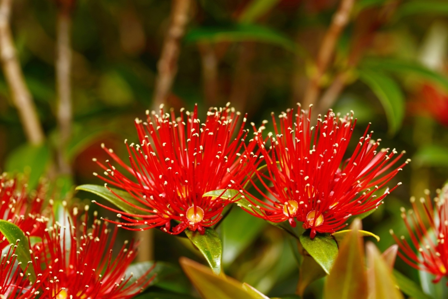 Southern Rata Tree NZ Nurseries NZ's Christmas Tree