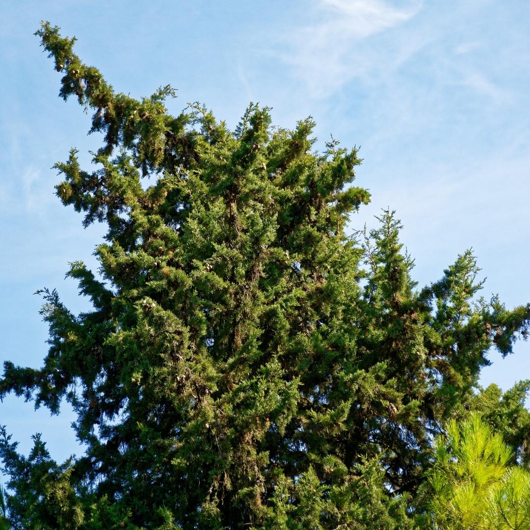 Macrocarpa Shelter Belt NZ Nurseries