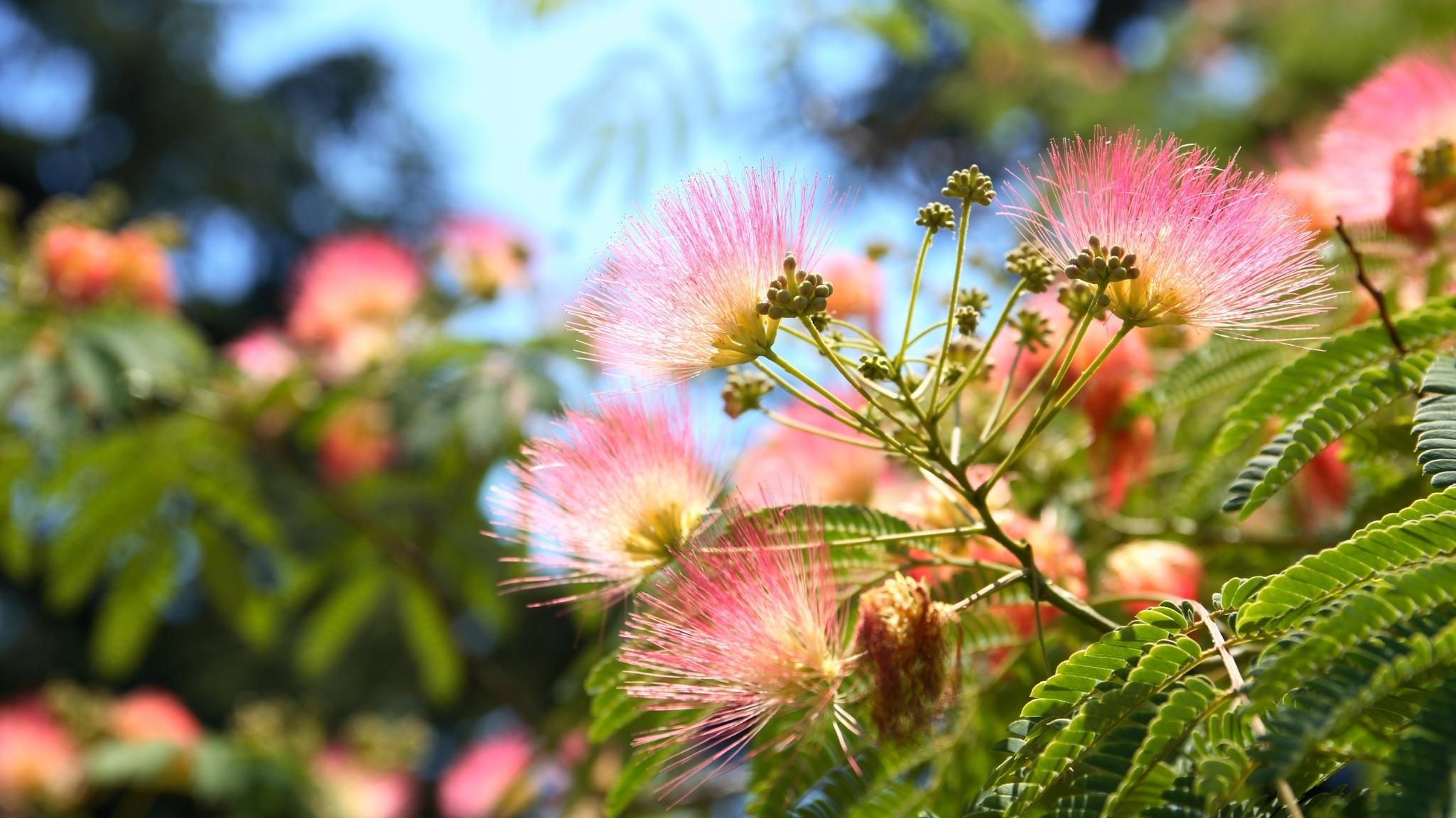 Silk Tree NZ Nurseries Lovely Pink Flowering Shade Tree Buy Online