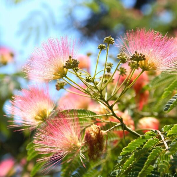 Silk Tree NZ Nurseries Pink Flowering Shade Tree Buy Online