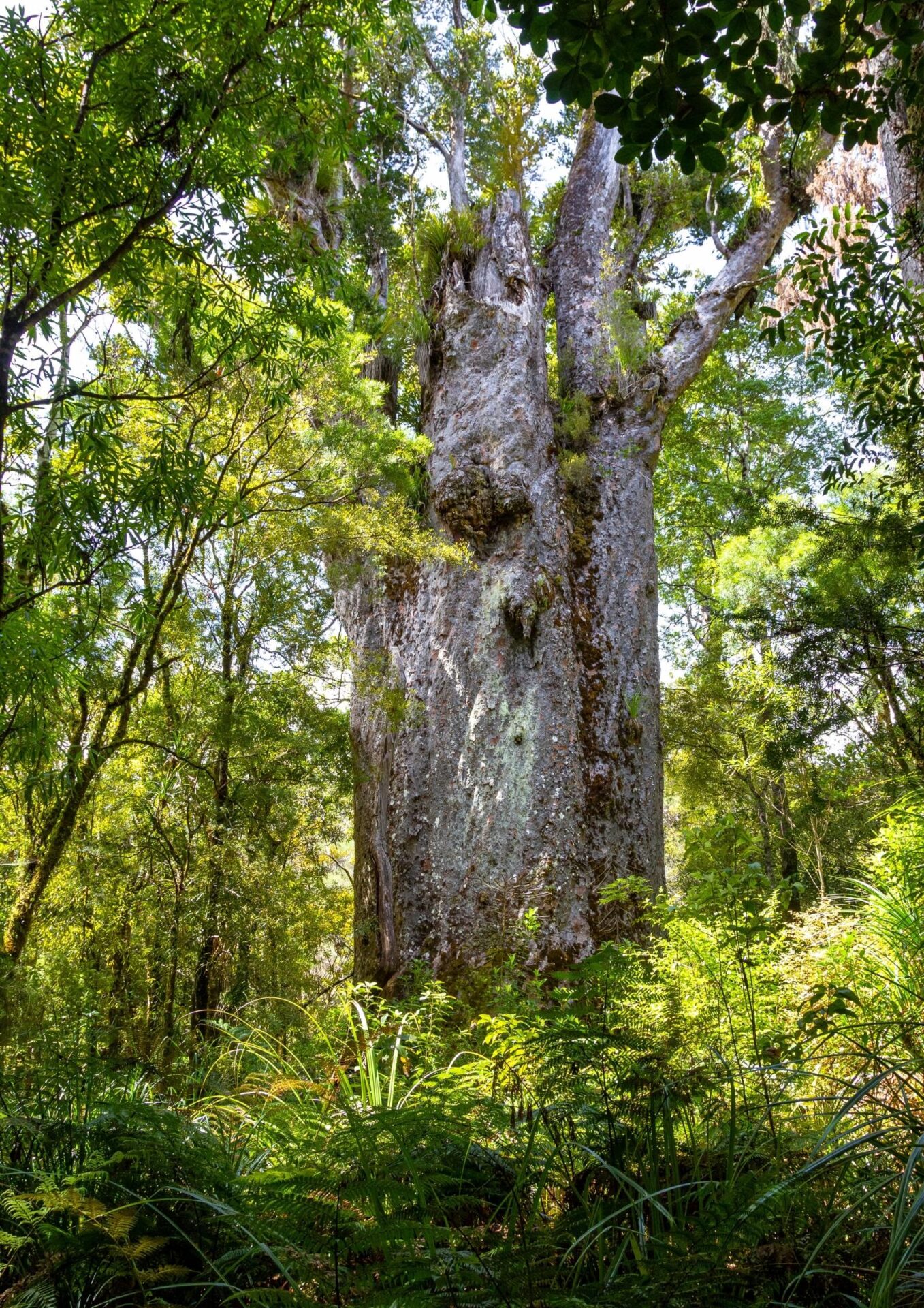Kauri NZ Nurseries