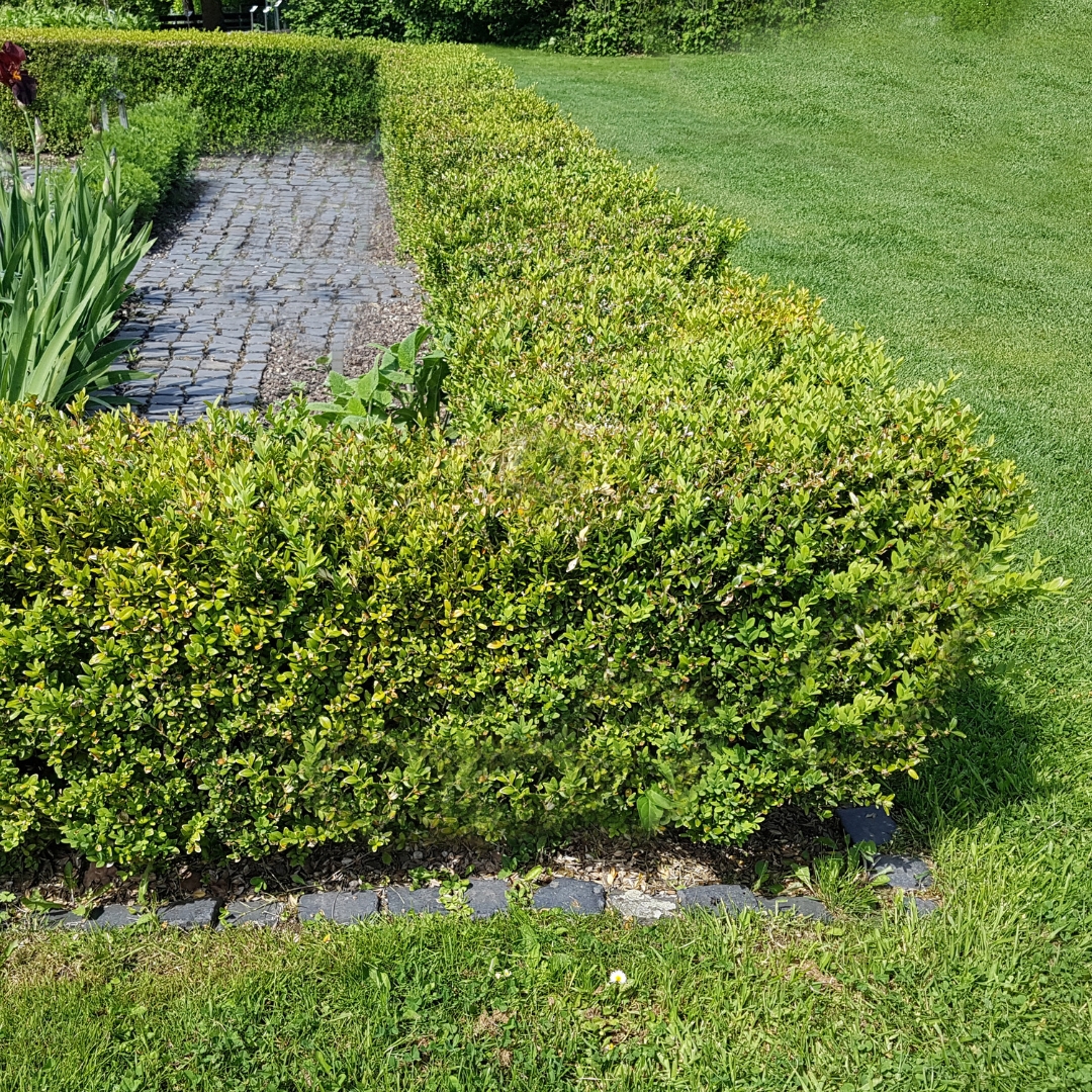 Buxus Hedge NZ Nurseries