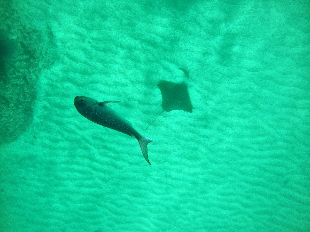 10 Free Natural Attractions in Eastland NZ Pocket Guide