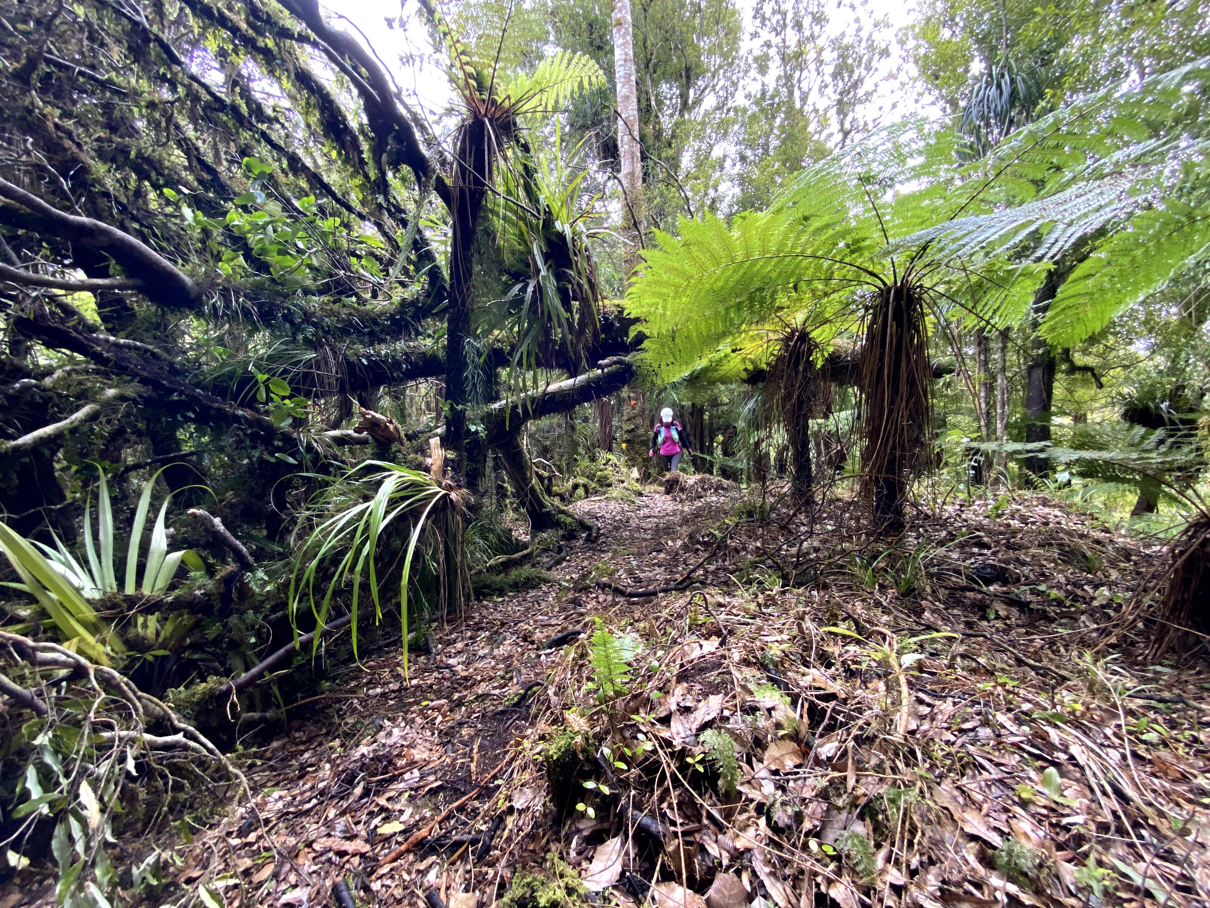 Hunua Ranges Kohukohunui Summit loop Tramping & Trail Running in New