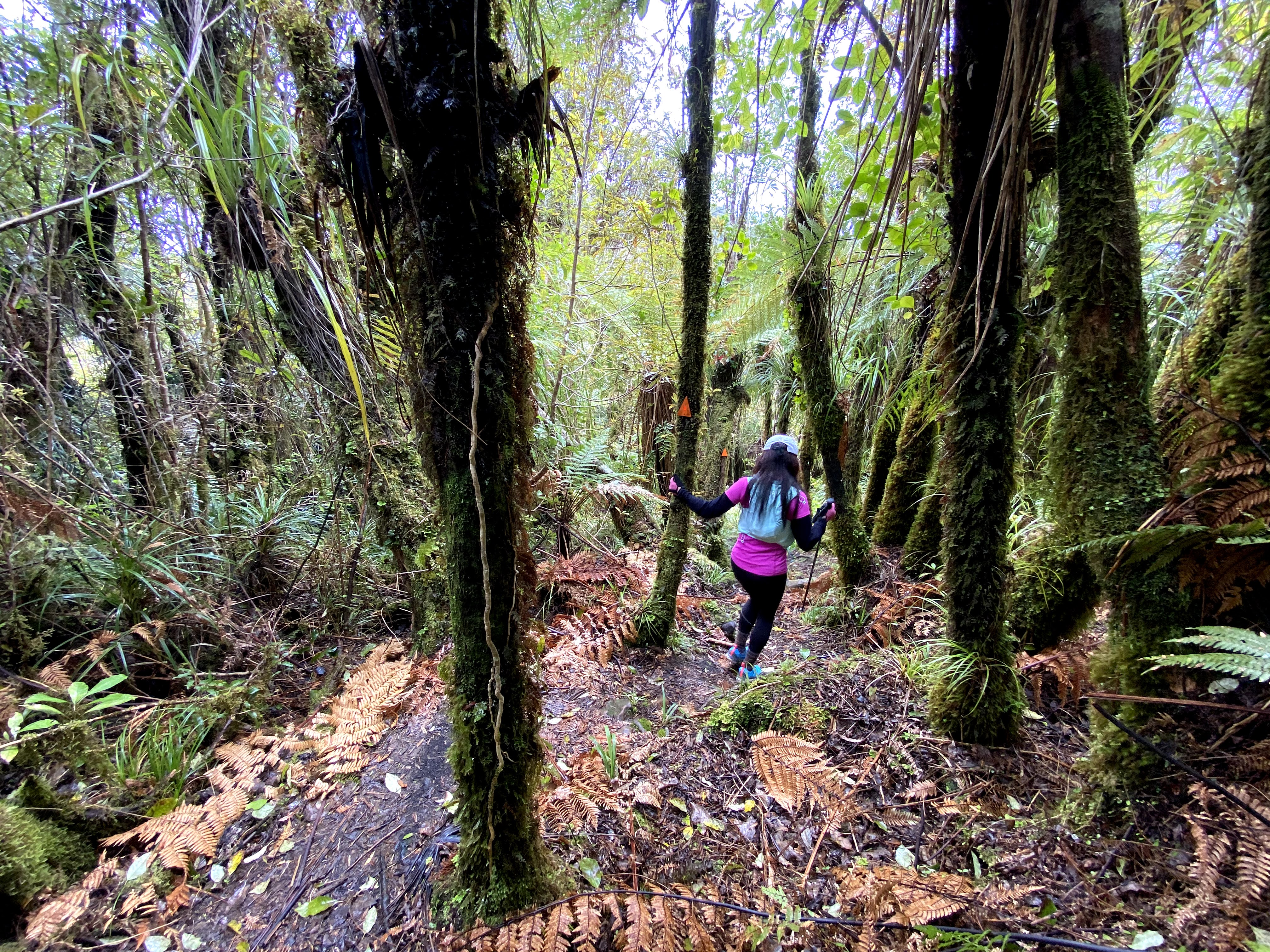 Hunua Ranges Kohukohunui Summit loop (3) Tramping & Trail Running in