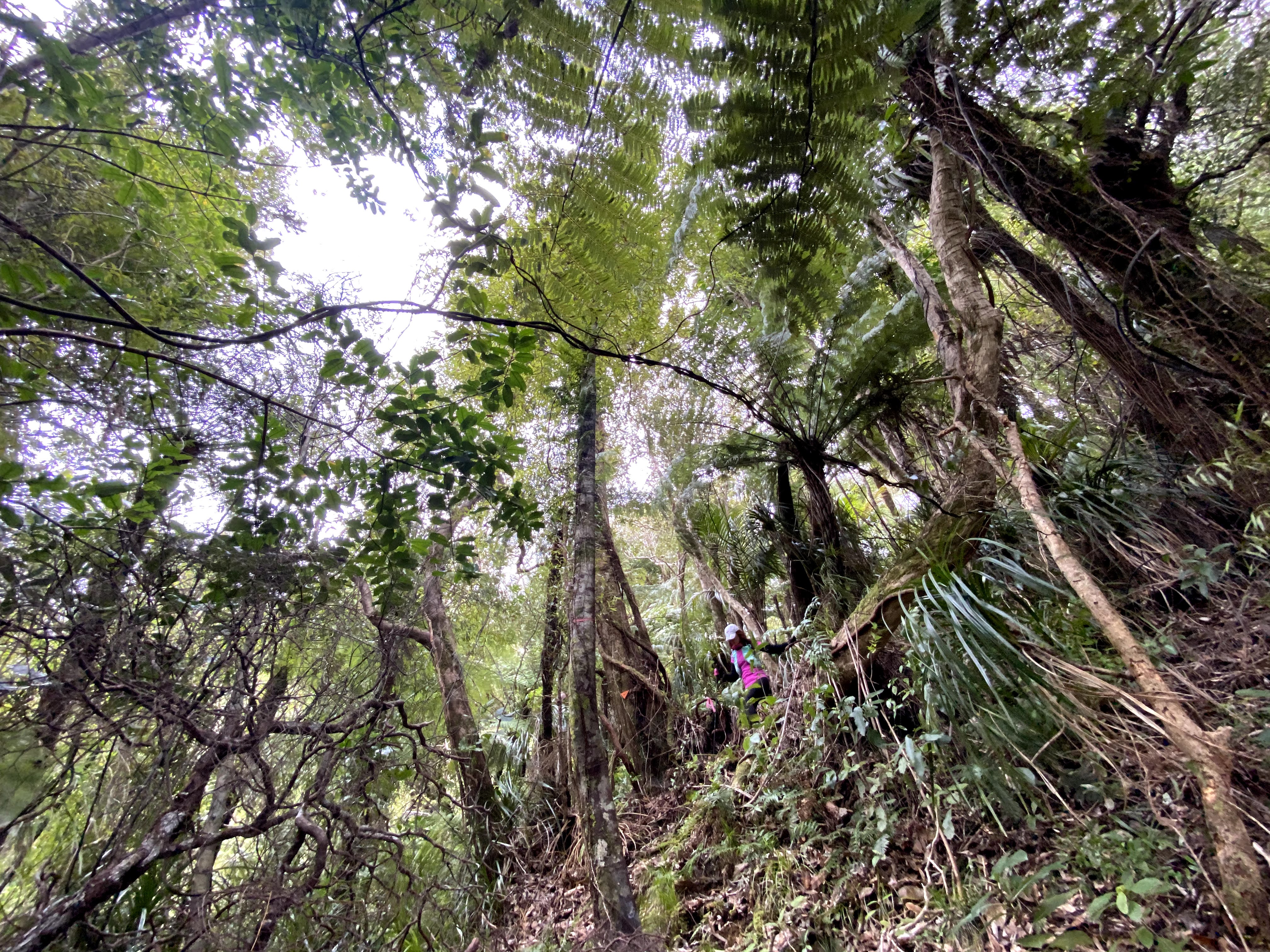 Hunua Ranges Kohukohunui Summit loop (5) Tramping & Trail Running in