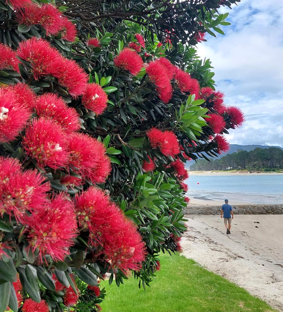 12 Epic Things to Do on Christmas Day in New Zealand New Zealand