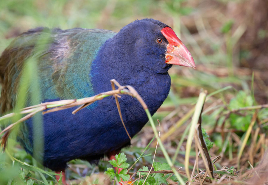 37 awesome things to do in Auckland without a car New Zealand Travel Tips