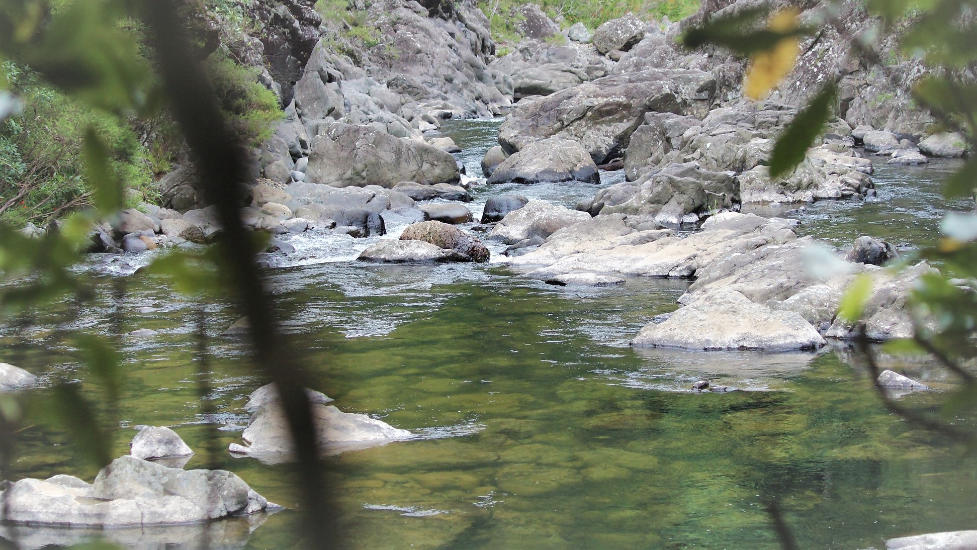 Ashley river NZ Trout App