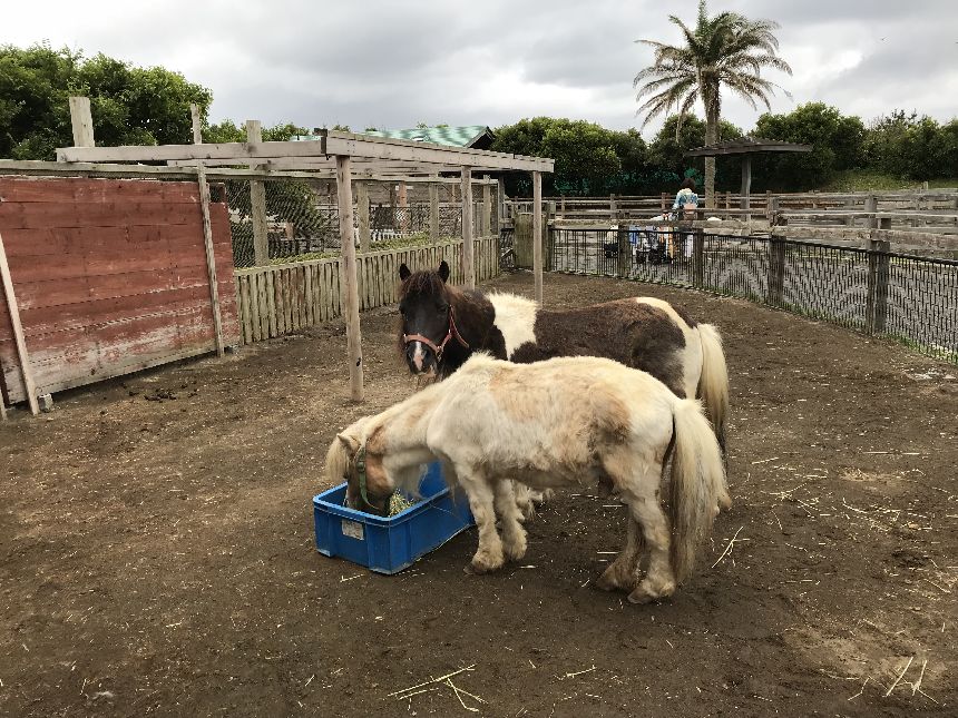アロハガーデンたてやまで動物と触れ合おう！雨の日は植物園で癒されよう！