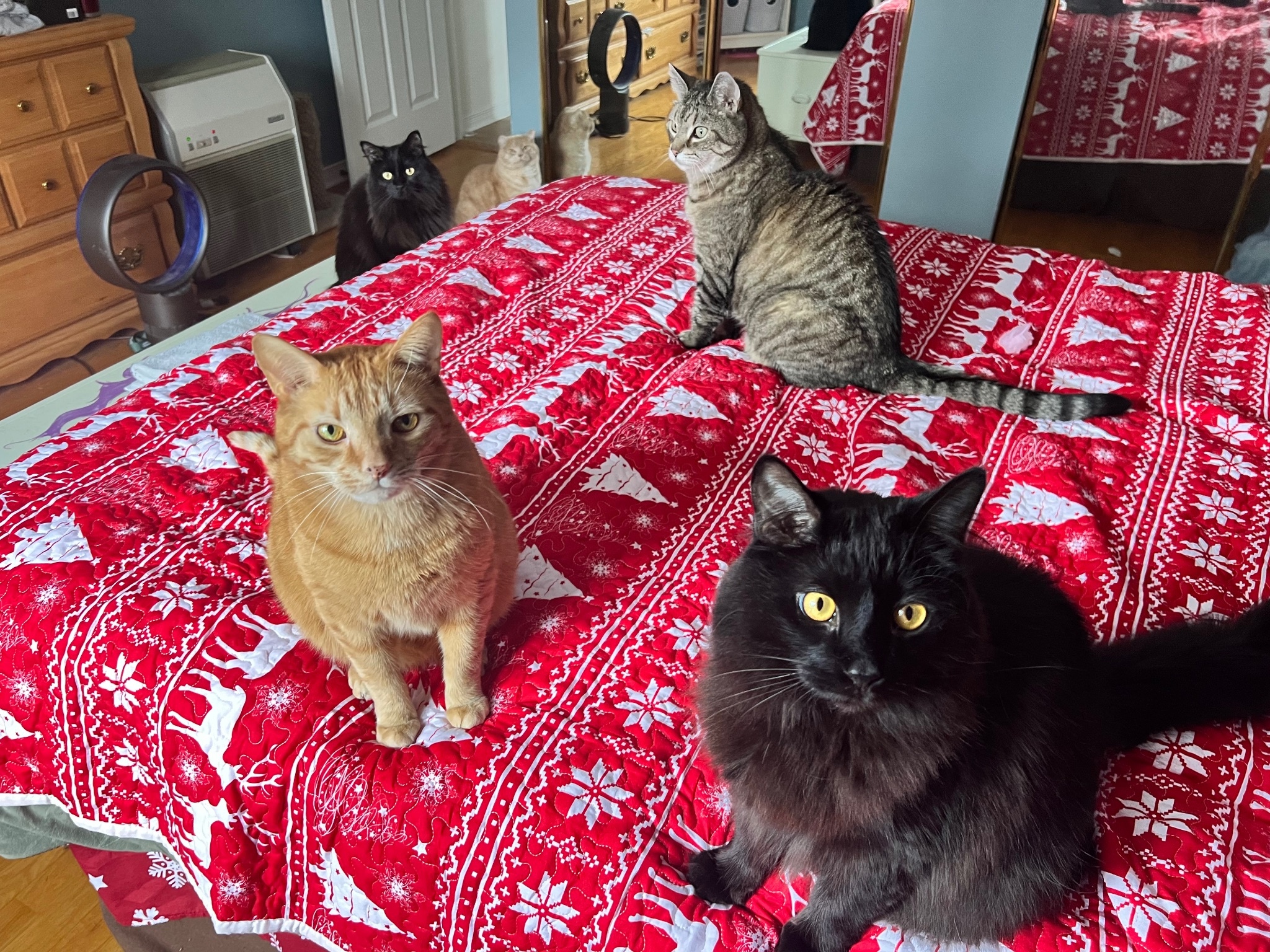 Cats and pinballs... ) All Pinball