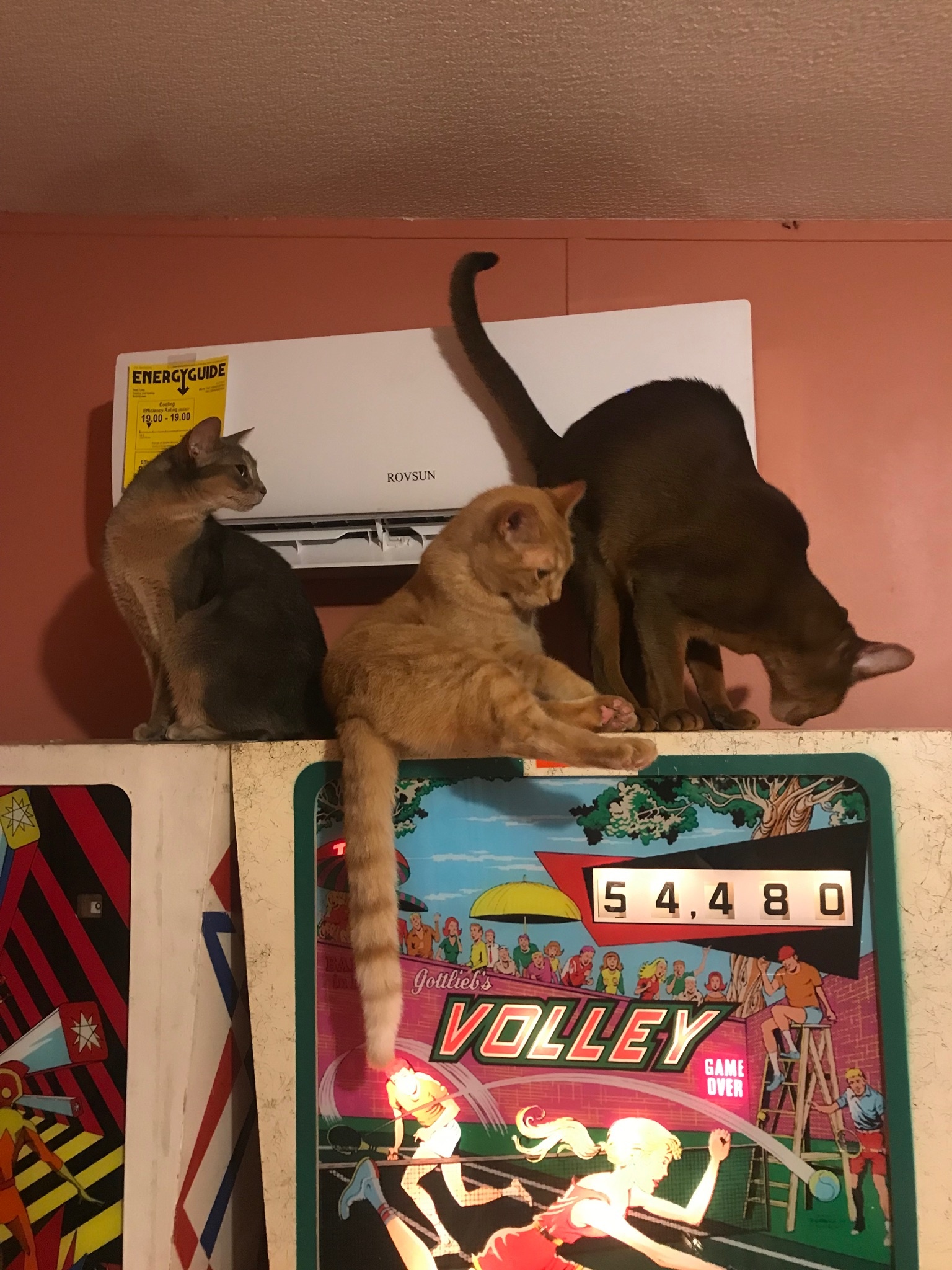 Cats and pinballs... ) All Pinball