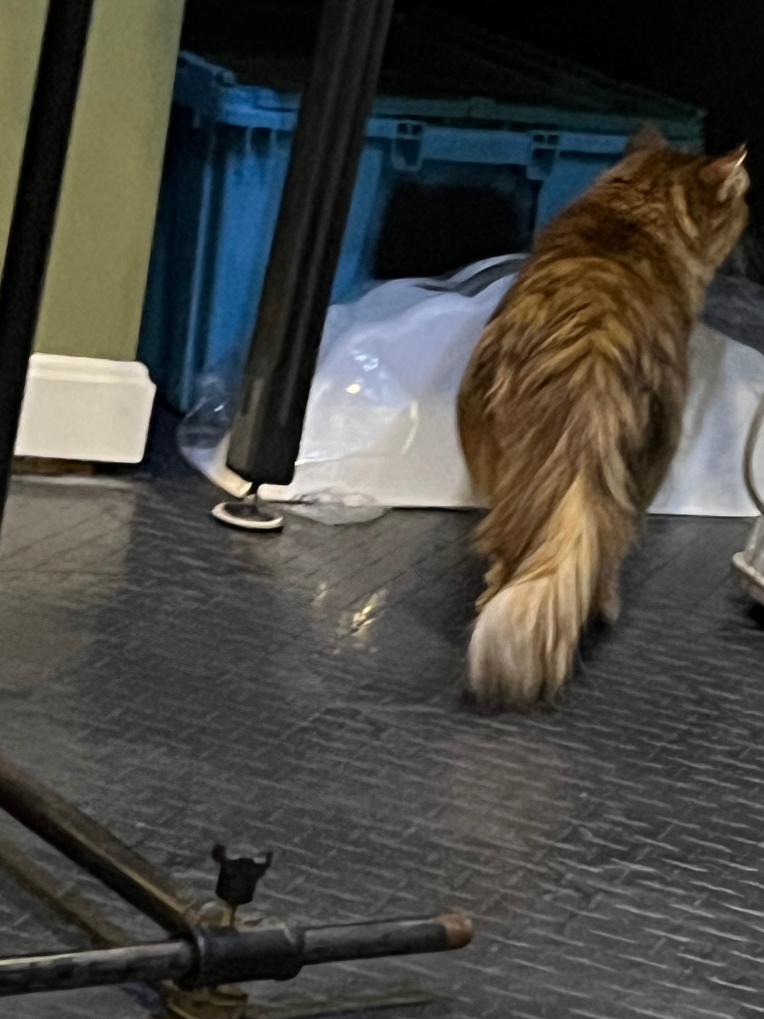 Cats and pinballs... ) All Pinball