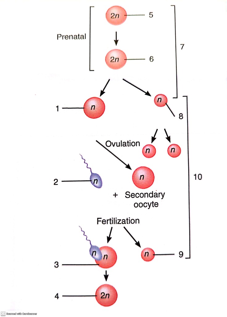 Oogenesis Diagram | Quizlet