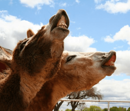 Behavior Final Flashcards | Quizlet