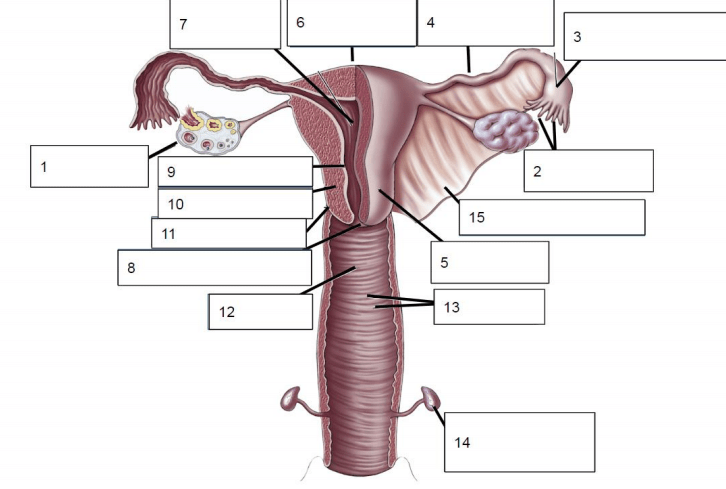reproductive system diagram 2 Diagram | Quizlet
