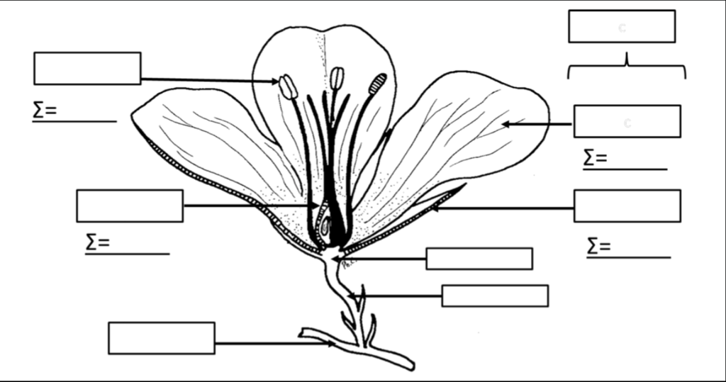 Diagramme de Flower structure (previous exam) Quizlet