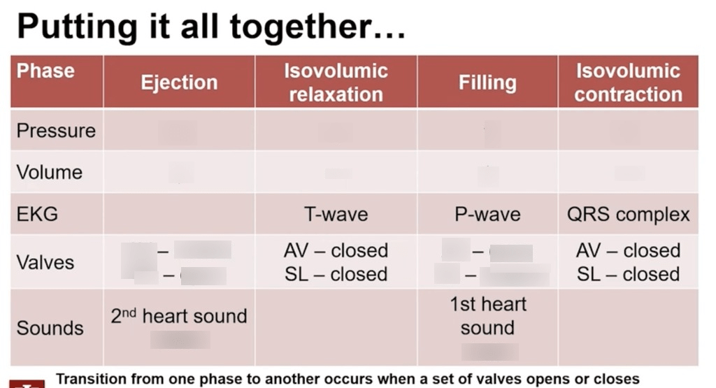 Wiggers Diagram | Quizlet