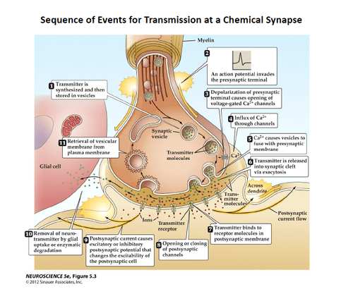 Stages Of Synaptic Transmission