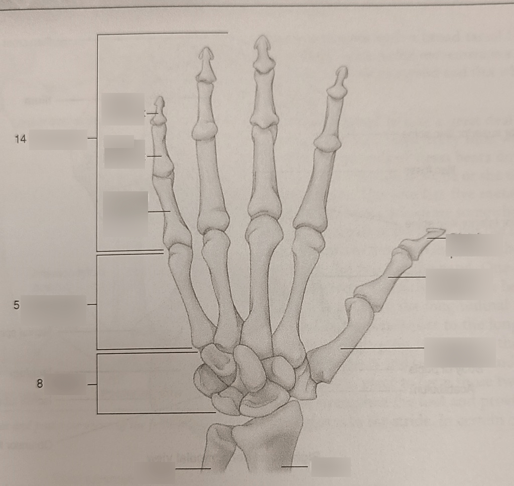 hand bones Diagram Quizlet