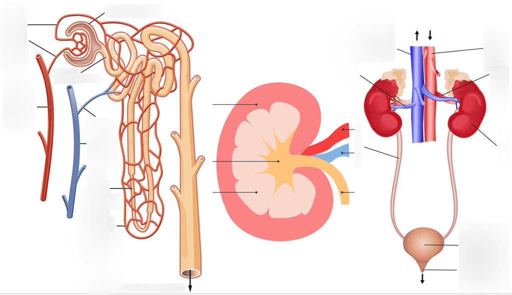The Excretory System Diagrams Diagram Quizlet