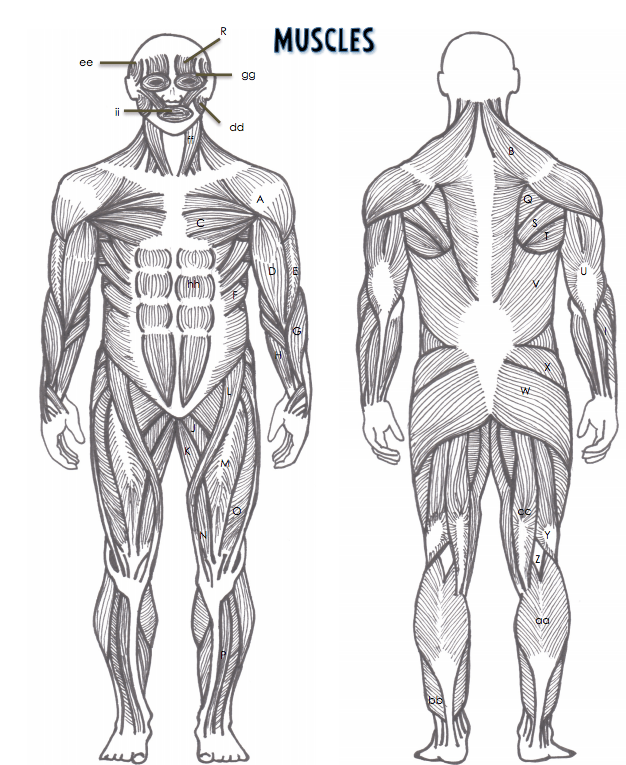 HBS Muscles test (QY) Diagram Quizlet