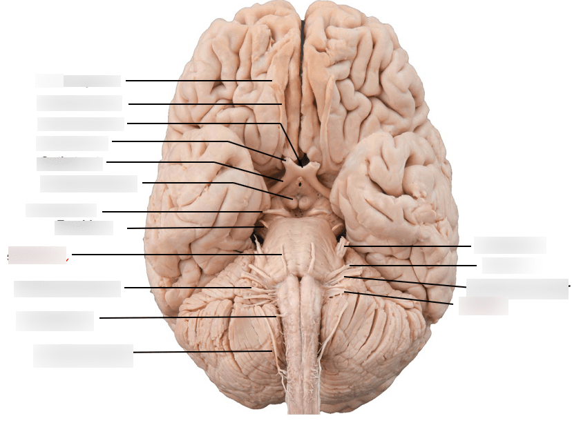 Label the Cranial Nerves Diagram | Quizlet