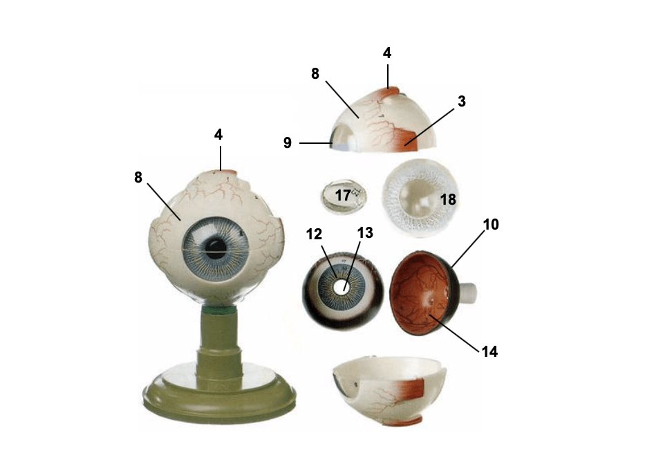 Eye Model 3 Diagram | Quizlet