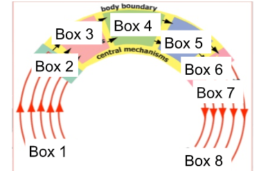 Information Processing 'Whiting's Model' Flashcards | Quizlet