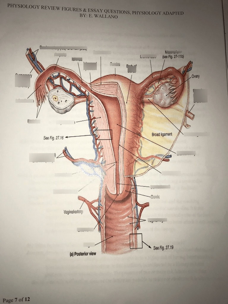 Women Reproductive System Diagram | Quizlet