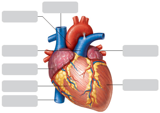 Figure 11.3a Cardiovascular system anatomy Diagram | Quizlet