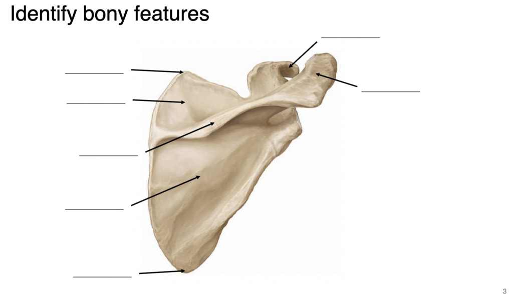 diagram Diagram | Quizlet