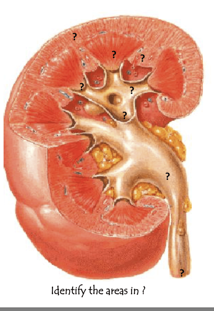 Diagram of 23 Renal | Quizlet