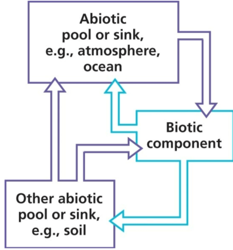 Nutrient Cycling Flashcards | Quizlet