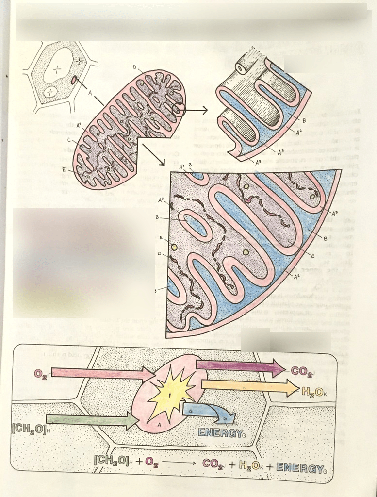 diagram 2 mitochondrion structure and function Diagram | Quizlet