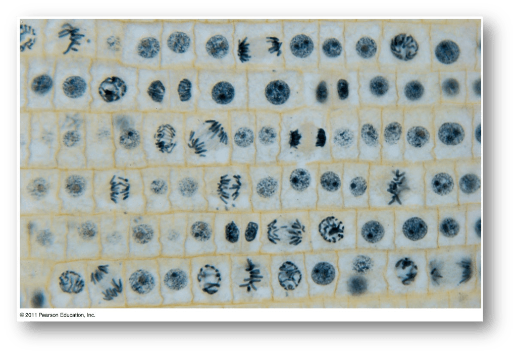 Biology 181L Onion Root Diagram Quizlet