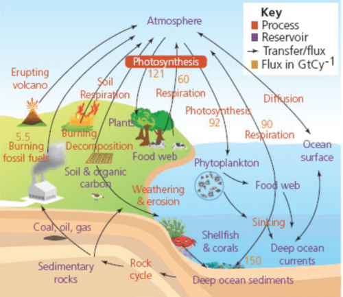 Water + Carbon Cycle - The Carbon Cycle Flashcards | Quizlet