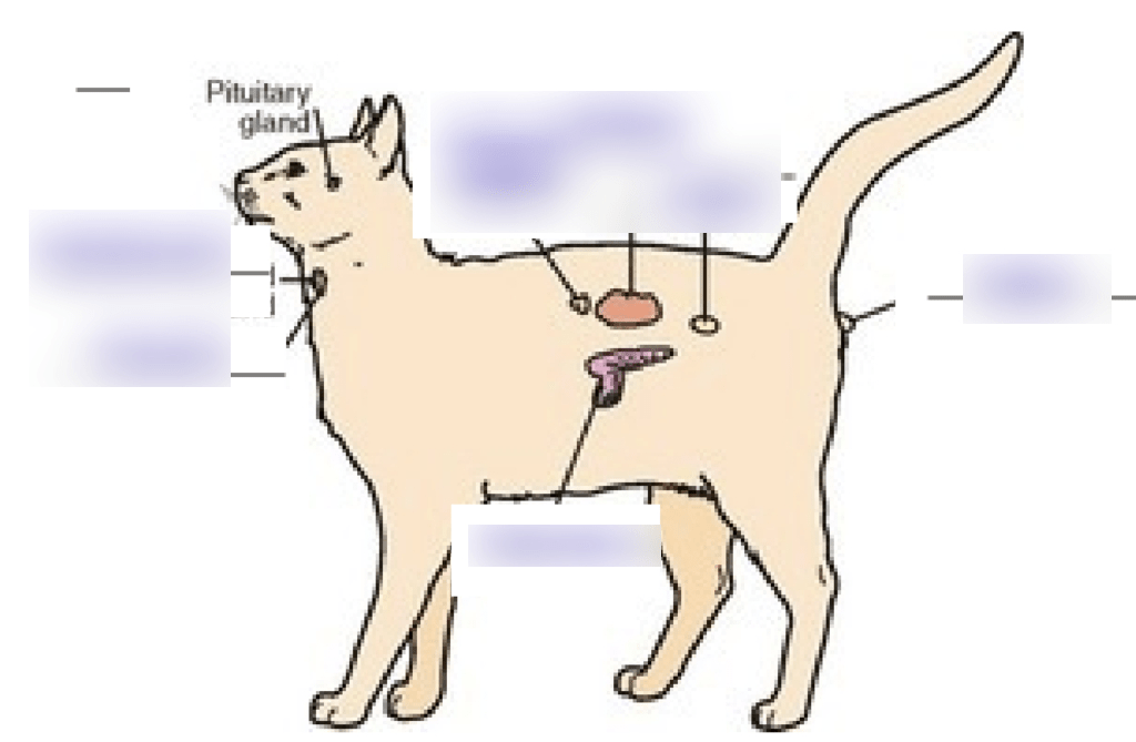 endocrine Diagram | Quizlet