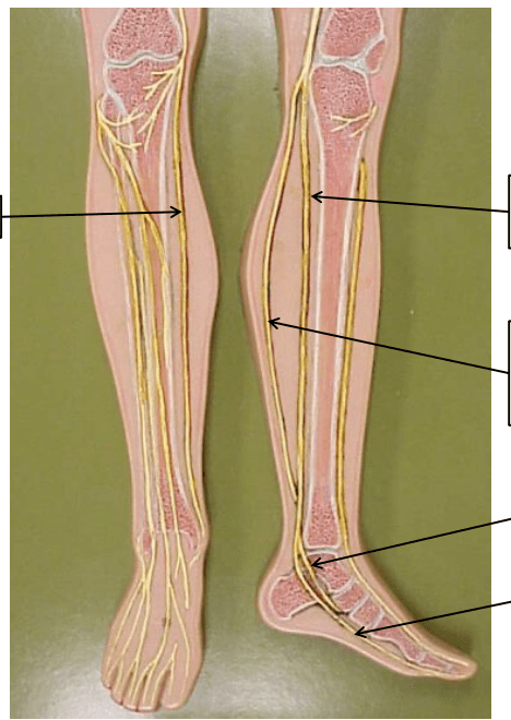 lower leg nerves Diagram | Quizlet