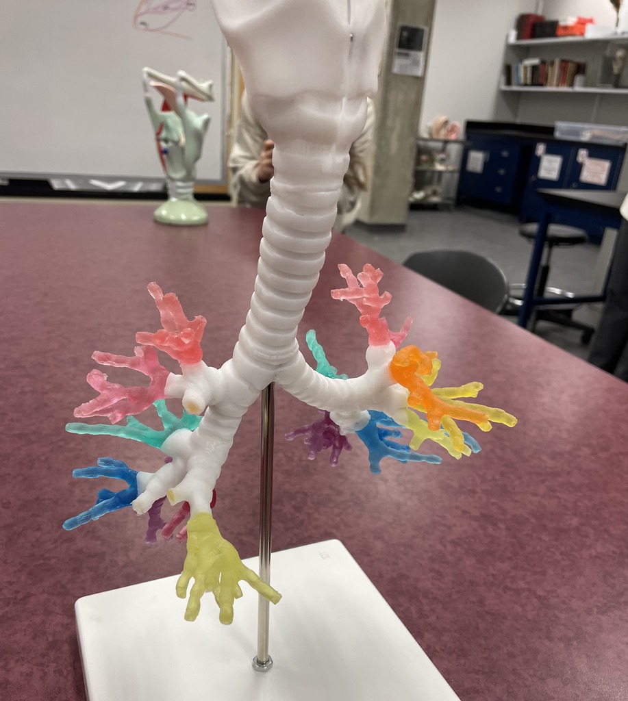 Trachea Diagram Quizlet