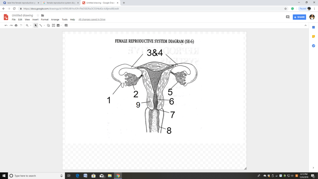 Female reproductive system Diagram | Quizlet
