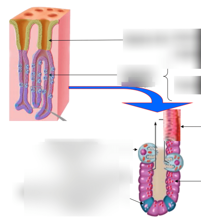 Mucosa histology Diagram | Quizlet