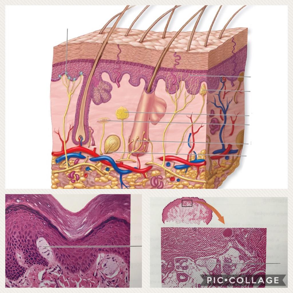 Skin Model and Photographs Diagram Quizlet