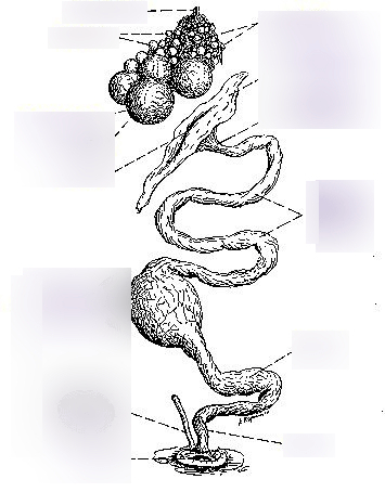 FFA Small Animal CDE Female Bird Reproductive System Diagram | Quizlet