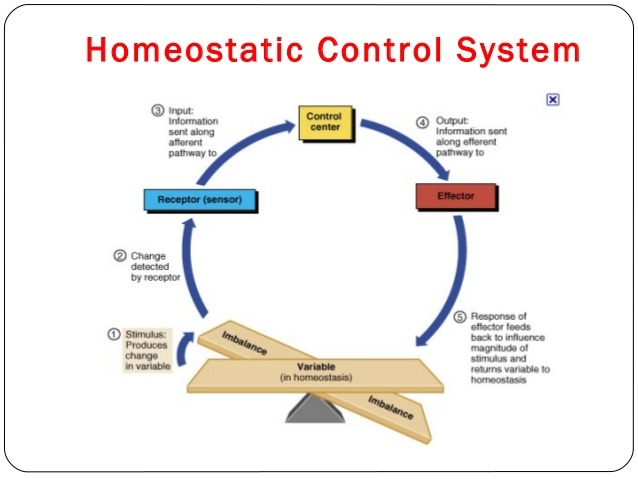 homeostatic control system Diagram | Quizlet