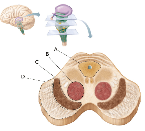 Which Of The Indicated Areas Have Been Implicated In Parkinson’s