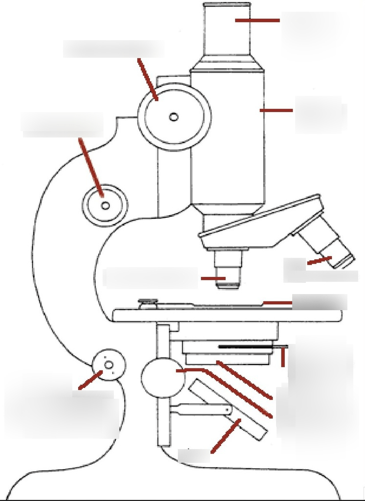 Compound Light Microscope Diagram Diagram | Quizlet