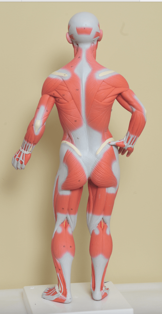posterior muscular system MODEL Diagram | Quizlet